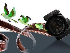 Appareil photo numérique avec bandes de film et un oiseau en vol, symbolisant la création vidéo et le mouvement