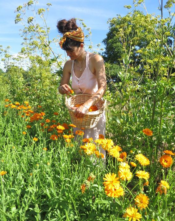 Héline d’Oyona en train de cueillir des fleurs orangées dans son champ de plantes aromatiques et médicinales
